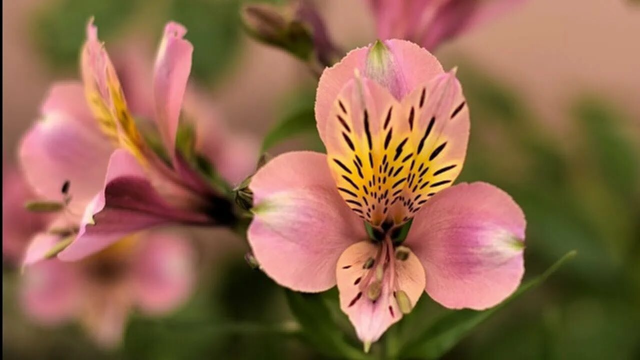 Перуанская лилия фото FLOWERS of the World GARDEN Alstroemeria flower 2023 #21 - YouTube