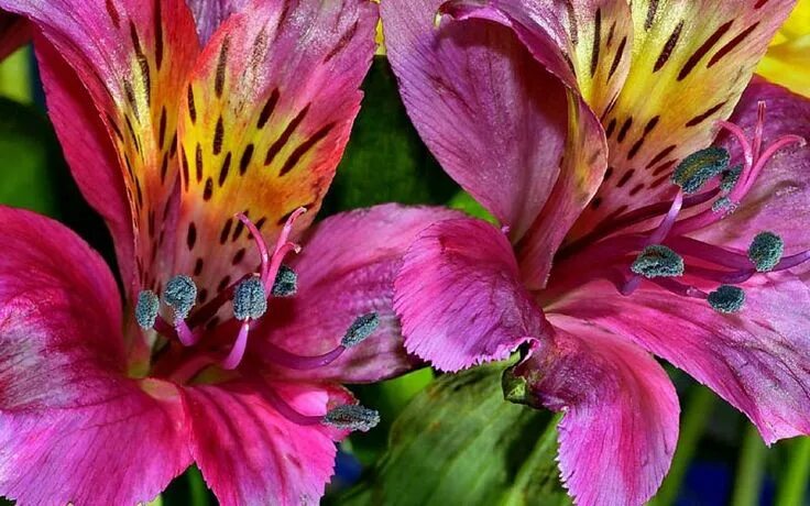 Перуанская лилия фото Pin on FLEURS ET BOUQUETS Plants, Garden