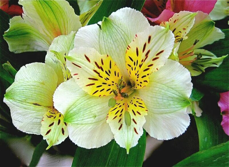 Перуанская лилия фото Альстремерия (alstroemeria) или Перуанская лилия. - lesorubb - LiveJournal