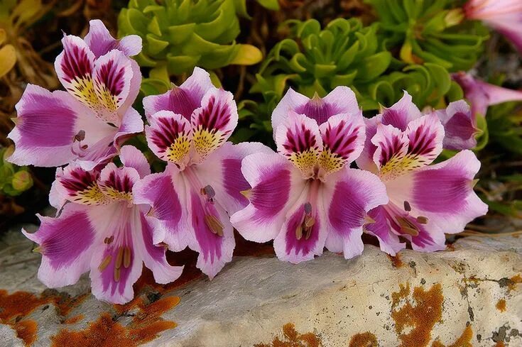 Перуанская лилия фото Hoa Ly Peru (Alstroemeria Pelegrina)