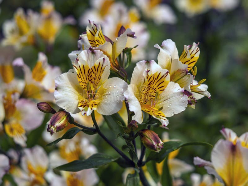 Перуанская лилия фото Лилия Alstroemeria перуанская, слава разнообразия оранжевая Стоковое Фото - изоб