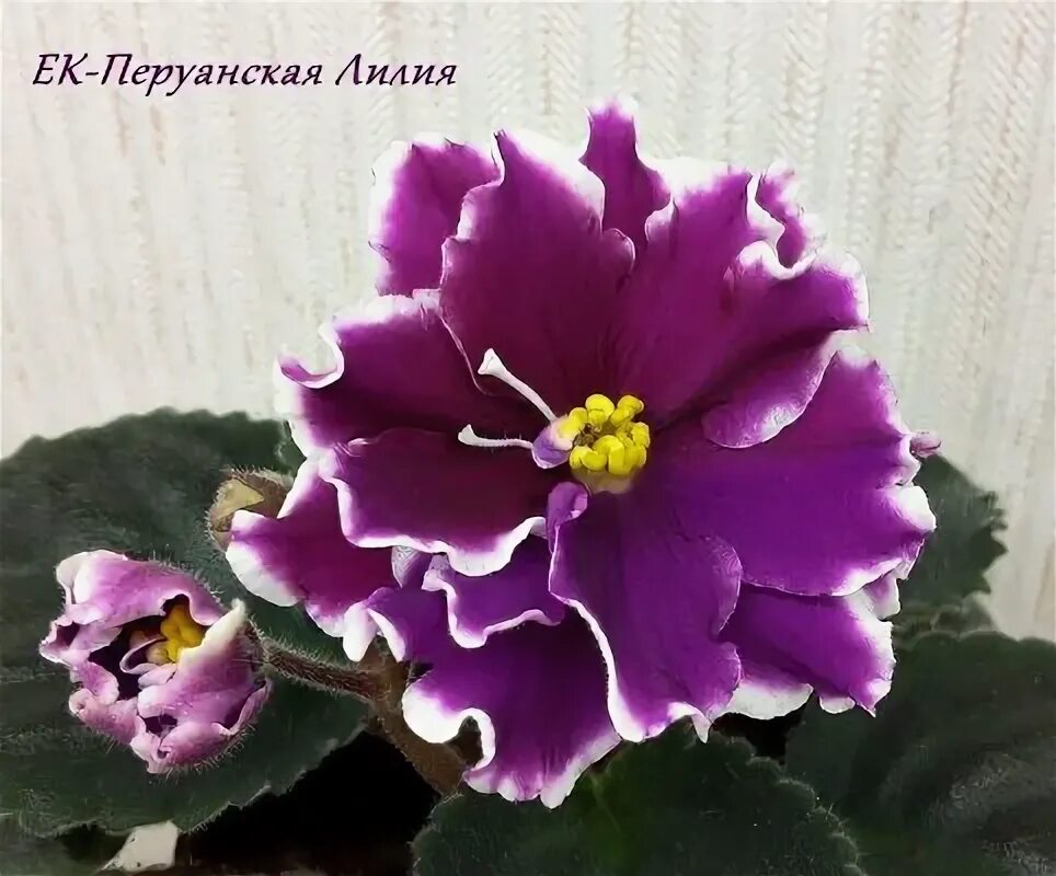 Перуанская лилия фото Фиалка Перуанская Лилия (Peruvian Lily): фото и описание сорта, отзывы, посадка 
