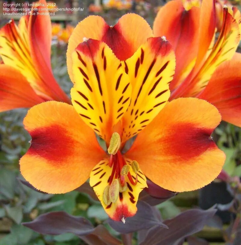 Перуанская лилия фото и описание Peruvian Lily 'Indian Summer' Alstroemeria (With images) Peruvian lilies, Alstro