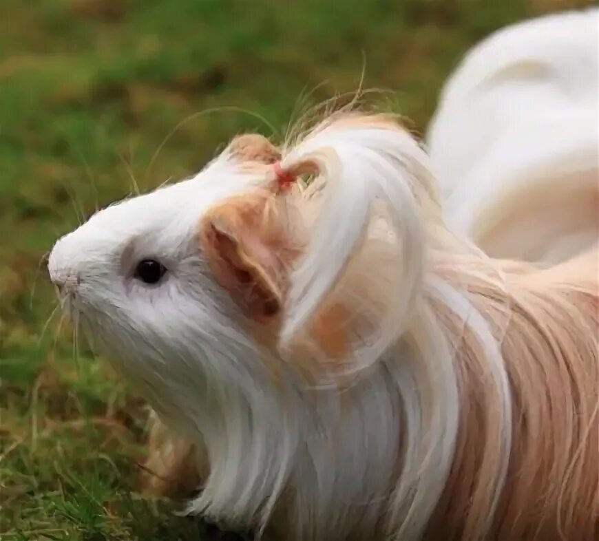 Перуанская морская свинка фото Pin on Guinea Pigs