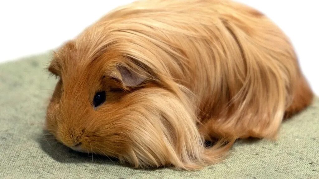 Перуанская морская свинка фото Really Fluffy Guinea Pigs Best Sale www.ulthera.ru