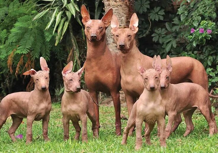Перуанская орхидея инков собака фото Peruvian Inca Orchid Peruvian hairless dog, Hairless dog, Mexican hairless dog