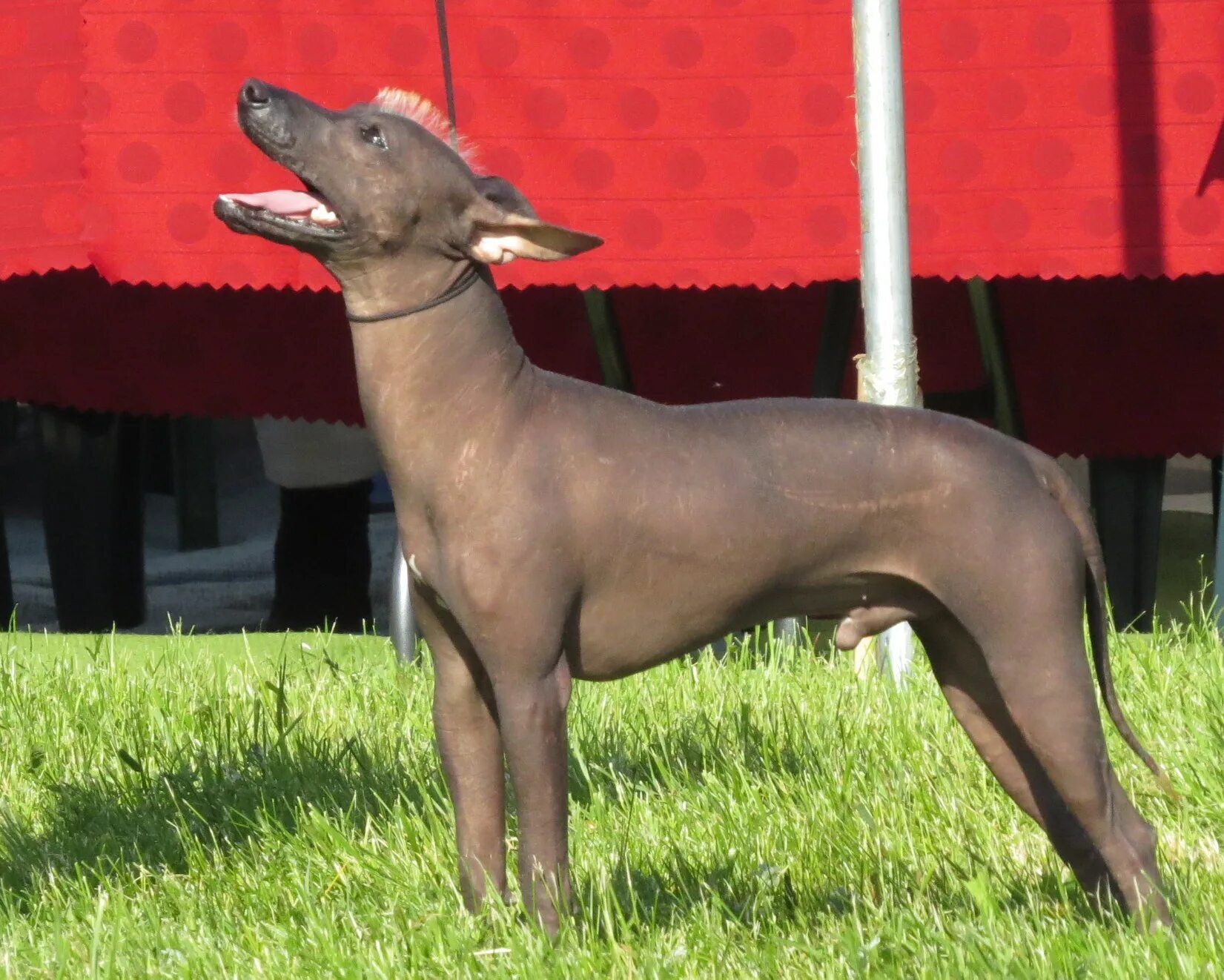Перуанская орхидея инков собака фото File:Xolo mini Moletai May 2014.jpg - Wikimedia Commons