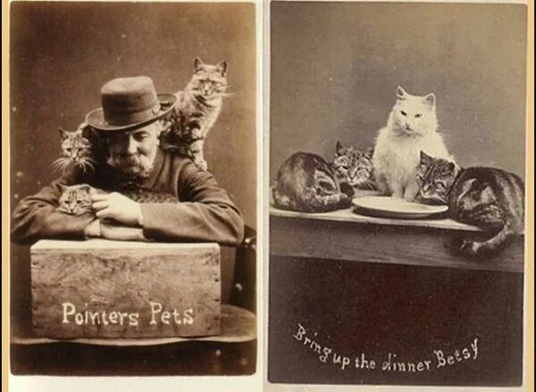 Первая фото кота В 1870 были сделаны первые фотографии котиков
