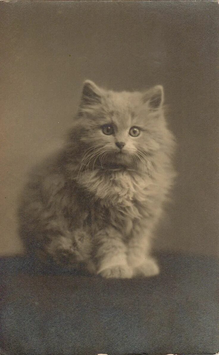 Первая фото кота wulfhere-stormdragon_15519701865_o #cats #kittens #cat #kitten #vintage #retro #