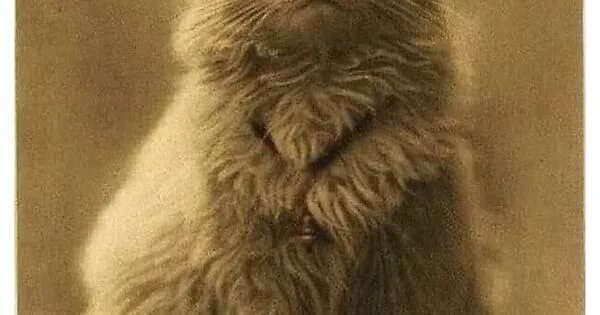 Первая фото кота One of the first known photographs of a cat in history. - Album on Imgur