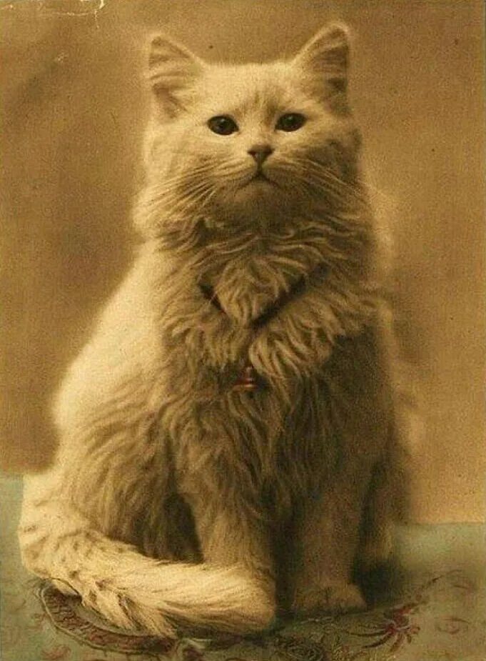 Первая фото кота От "мяу" до "вау": как коты покорили людей, а котомемы захватили Интернет / Хабр