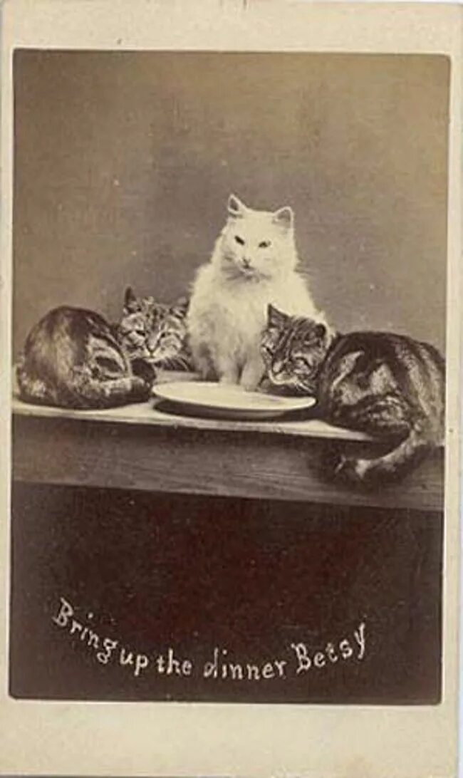 Первая фото кота 20 Adorable Pictures of Cats Throughout History Chat ancienne, Chats et chatons,