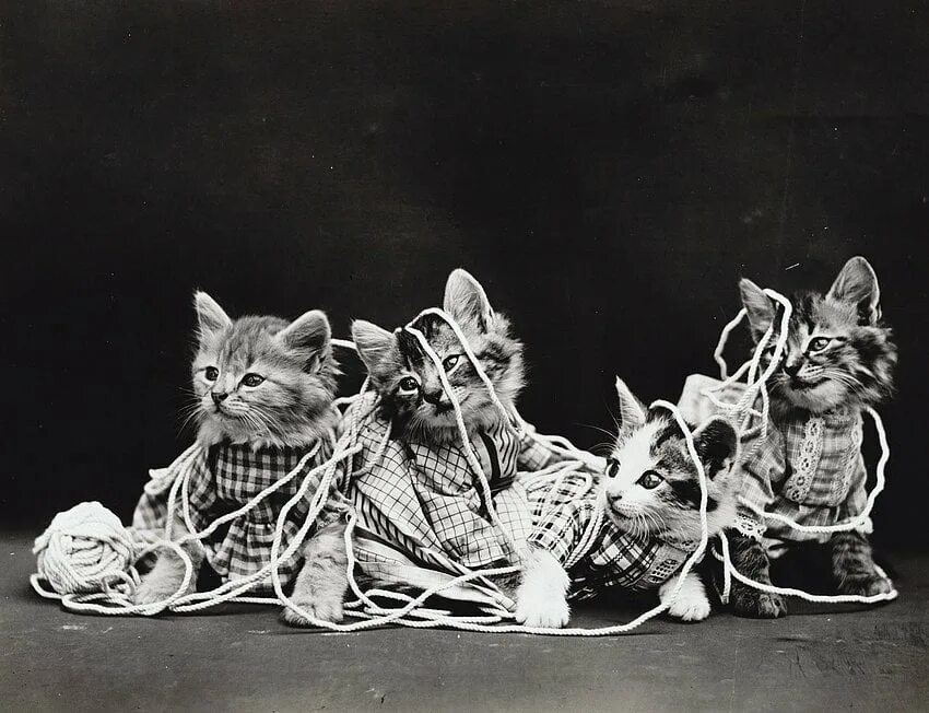 Первая фото кота These cute kitten photos from 100 years ago prove that tiny cats are always ador