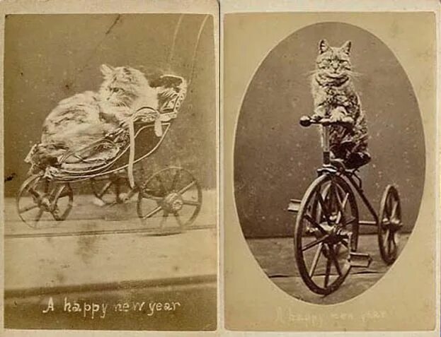 Первая фото кота старая фотография Старые фотографии, Декупаж, Разное
