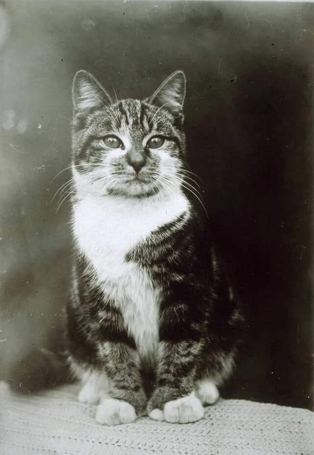 Первая фото кота 50 Adorable Vintage Cats Who Will Satisfy Your Old Soul Cute cats, Beautiful cat