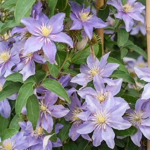 Первая группа клематисов фото Clematis 'Justa' (Viticella Group) Clematis flower, Clematis, Light purple flowe