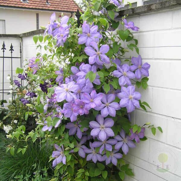 Первая группа клематисов фото Клематис Миссис Чолмондели (Clematis Mrs. Cholmondeley) купить в Москве по низко