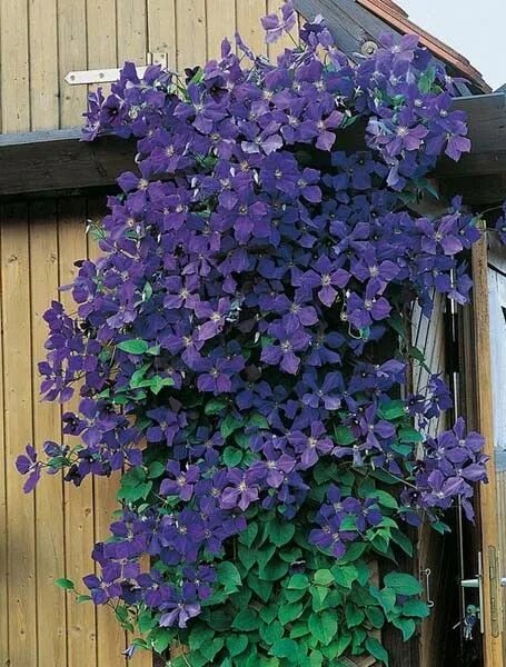 Первая группа клематисов фото Clématite ou Clematis X 'Jackmanii' Clematite, Clematite grimpante, Plante grimp