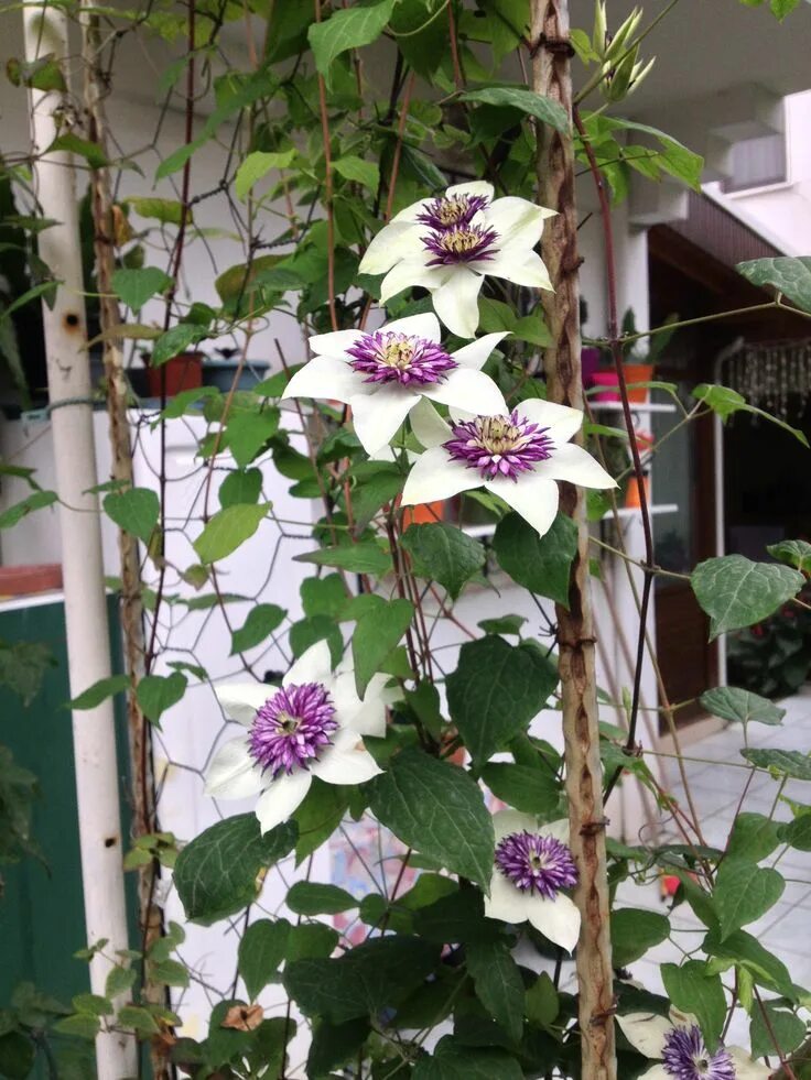 Первая группа клематисов фото Pin on Jardinería Clematis, Garden, Plants
