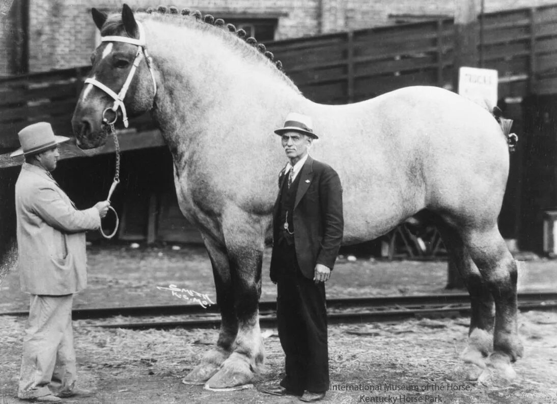 Первая лошадь фото The world’s biggest horse, Brooklyn Supreme, standing 78 inches tall and weighin
