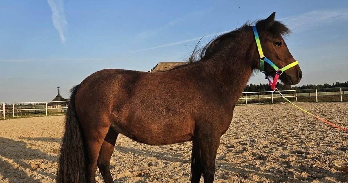 Первая лошадь фото Кобылка аппалуза-пони - лошади - конный рынок - equestrian.ru