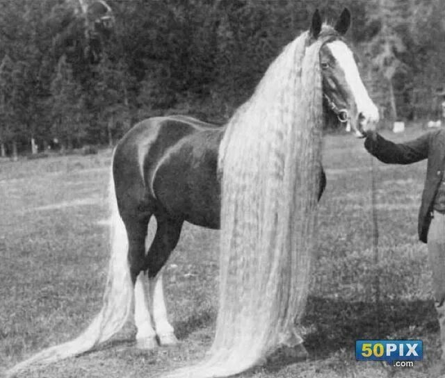 Первая лошадь фото Pin by somayah Ameen on الخيل ... معقود في نواصيها الخير ..!! Horses, Most beaut