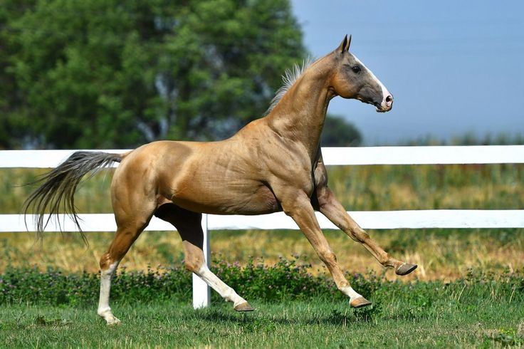Первая лошадь фото Хорезм Akhal teke horses, Akhal teke, Horse breeds