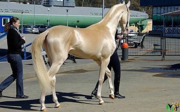 Первая лошадь фото Разное Beautiful horses, Most beautiful horses, Horses