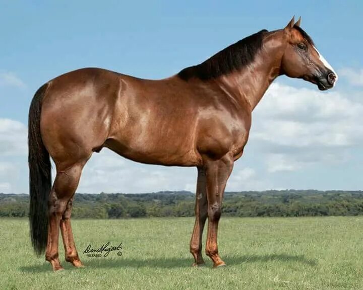 Первая лошадь фото Dashing Dynamo First Down Dash X Ronas Cover Girl Nickel Bar Ranch Horses, Quart