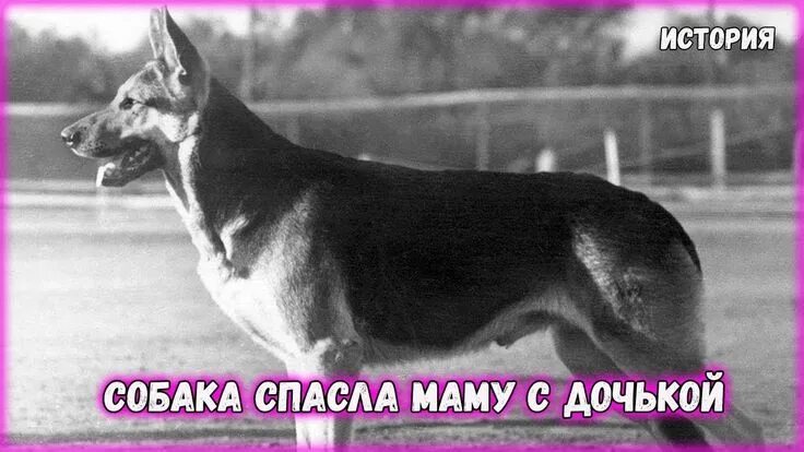 Первая немецкая овчарка фото Чужая собака спасла жизнь маме с дочкой, а другой девушке не повезло Собаки, Мам