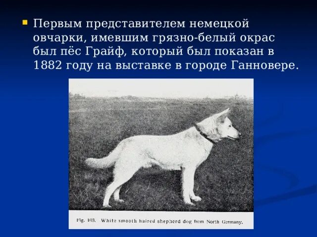 Первая немецкая овчарка грайф фото и описание Исследовательская работа "Щенок немецкой овчарки" - начальные классы, презентаци