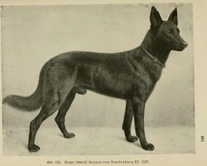 Первая немецкая овчарка грайф фото и описание File:Roland von Starkenburg German Shepherd Dog.jpg - Wikipedia