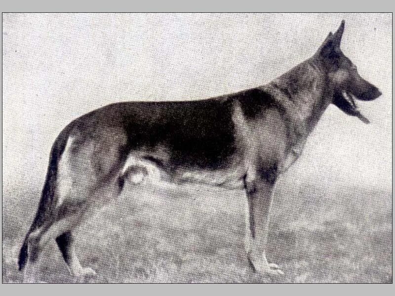 Первая немецкая овчарка грайф фото и описание Немецкая овчарка (Deutscher Schaferhund) Кинологический Клуб "Нока" официальный 
