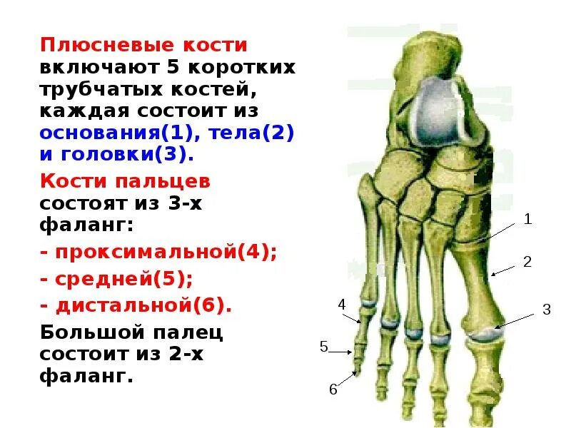 Первая плюсневая кость фото Плюсневые кости 1 2