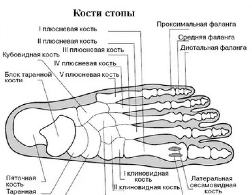 Первая плюсневая кость стопы фото Плюсны правой стопы