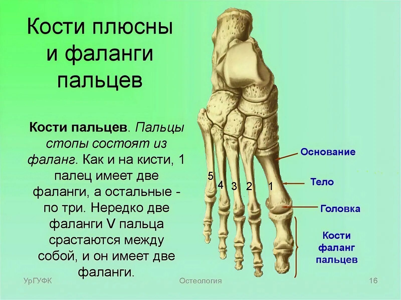 Первая плюсневая кость стопы фото Цевка срастание костей плюсны и предплюсны: найдено 74 картинок