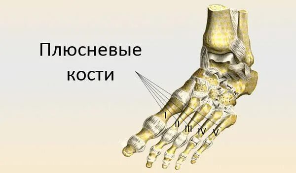 Первая плюсневая кость стопы фото Вальгусное отклонение 1 пальца: причины, симптомы и лечение в статье ортопеда Ва