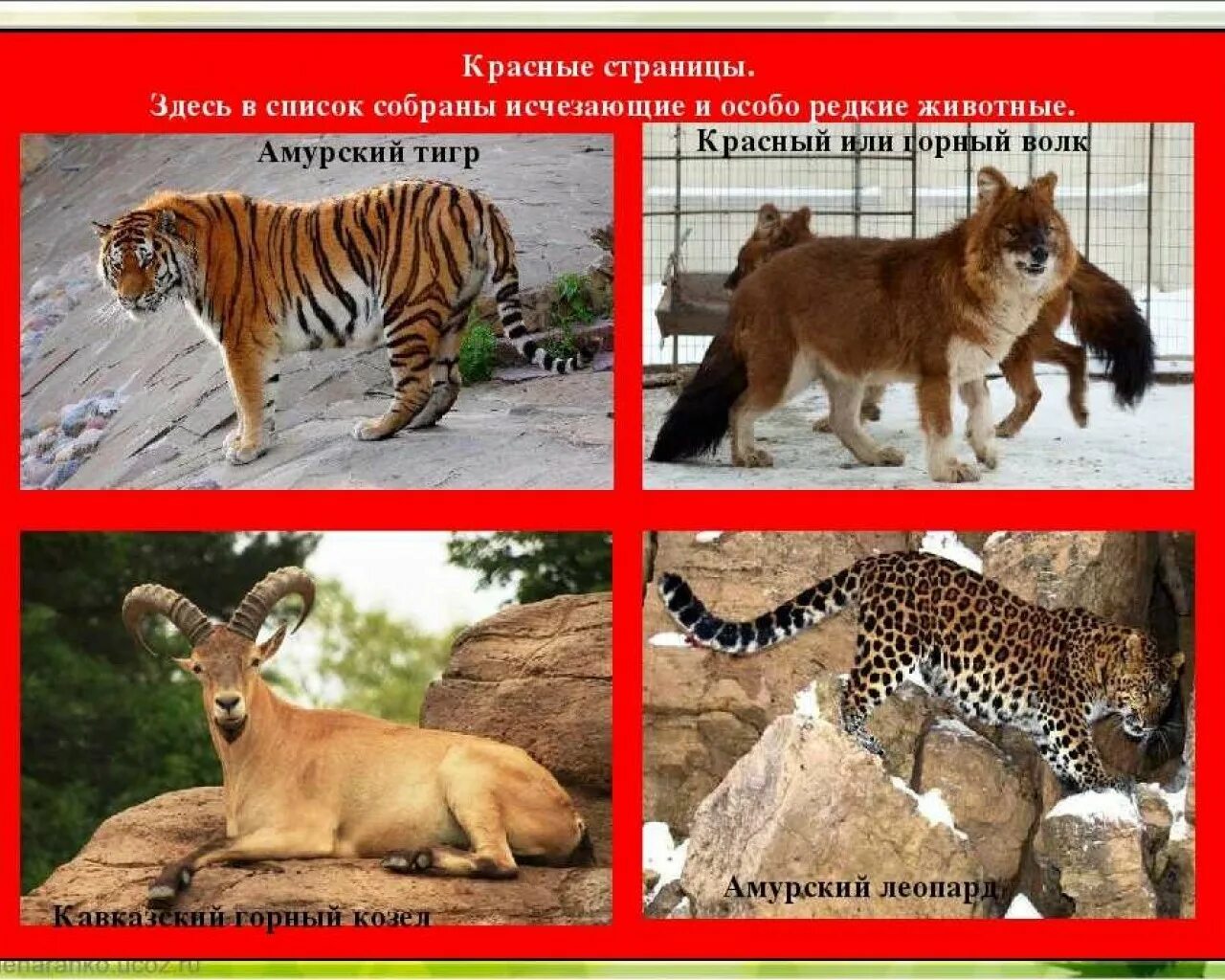 Первая страница красной книги фото Картинки ПЕРВОЕ ЖИВОТНОЕ В КРАСНОЙ КНИГЕ