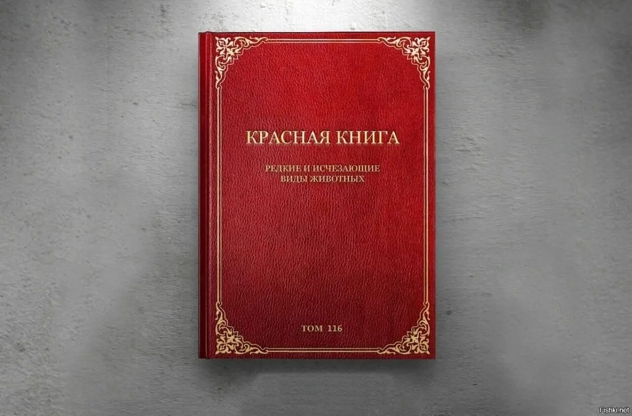 Первая страница красной книги фото Эко-квест "По страницам Красной книги" 2022, Салехард - дата и место проведения,