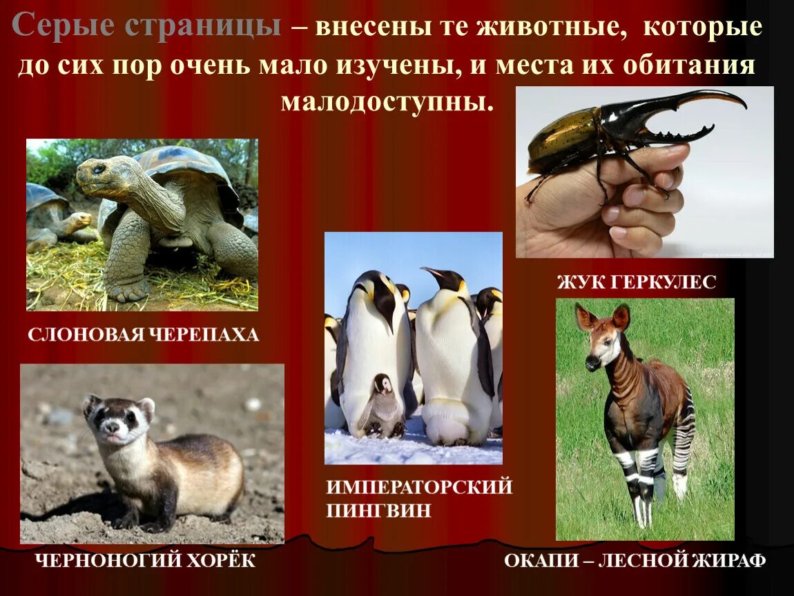 Первая страница красной книги фото Красная книга россии