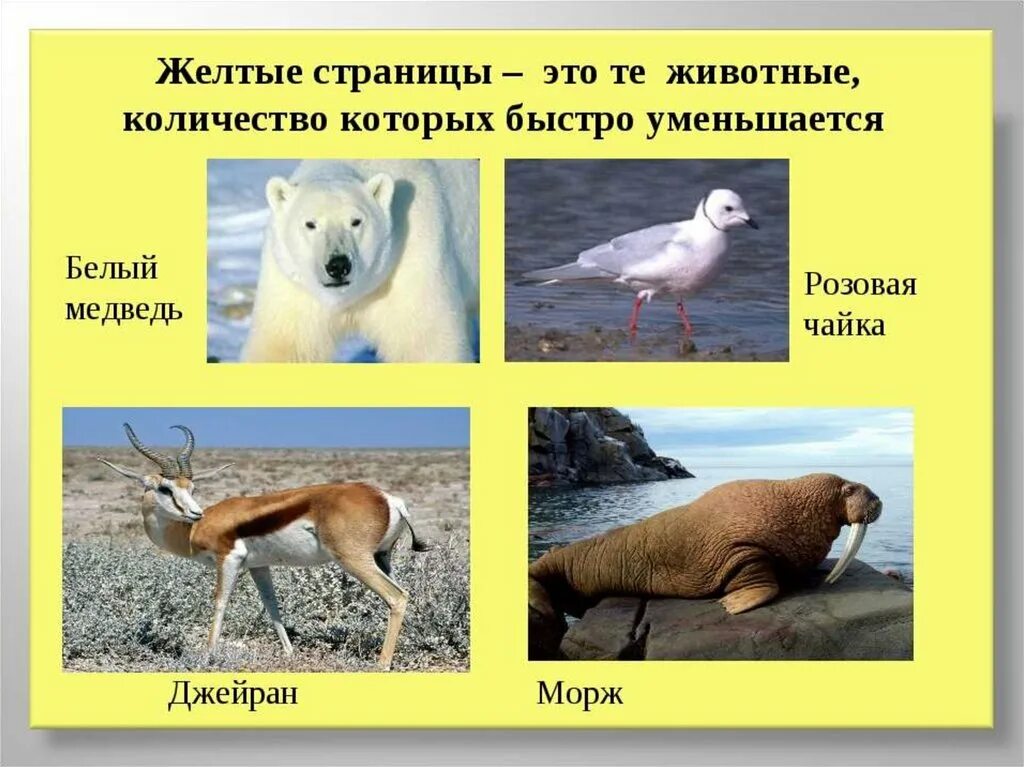 Первая страница красной книги фото Животные занесенные в белую книгу