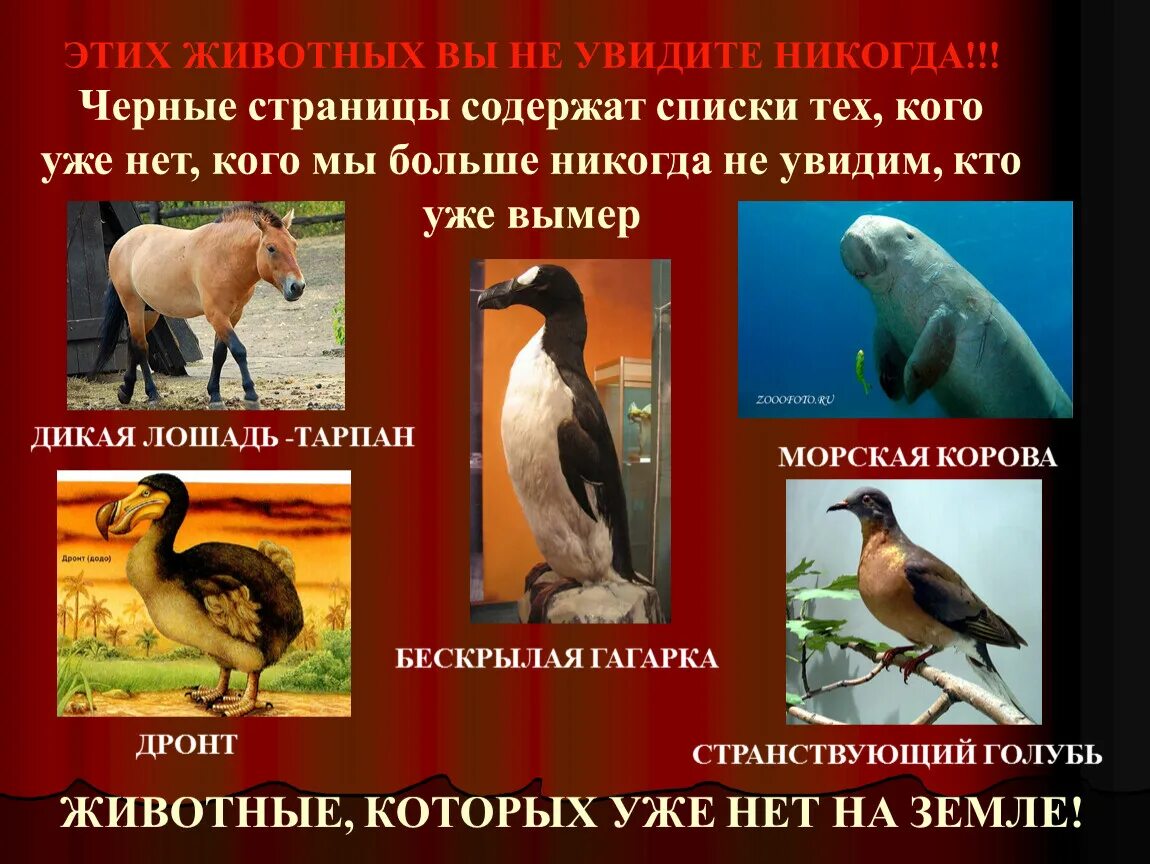 Первая страница красной книги фото Красная книга россии