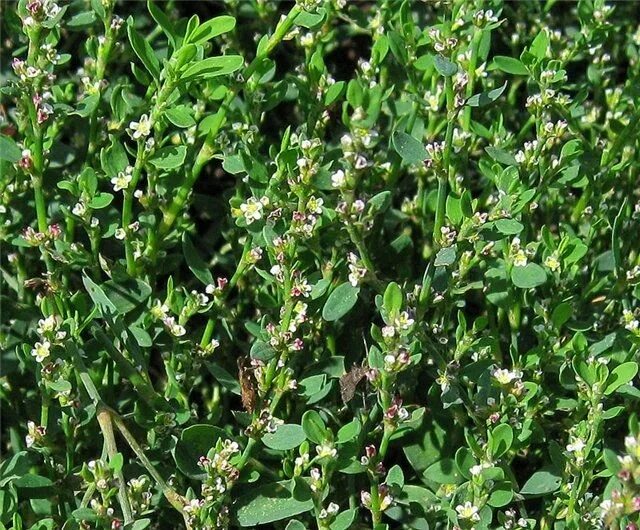 Первая трава фото Что такое споpыш Herbs, Plants, Garden
