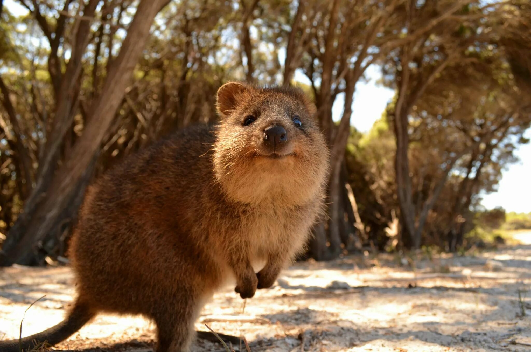 Первое фото животного Meet the Quokka, Australia's cutest macropod! ク ア ッ カ ワ ラ ビ-, 動 物, ク オ ッ カ ワ ラ ビ