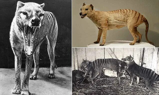 Первое фото животного The real reason the Tasmanian thylacines are extinct
