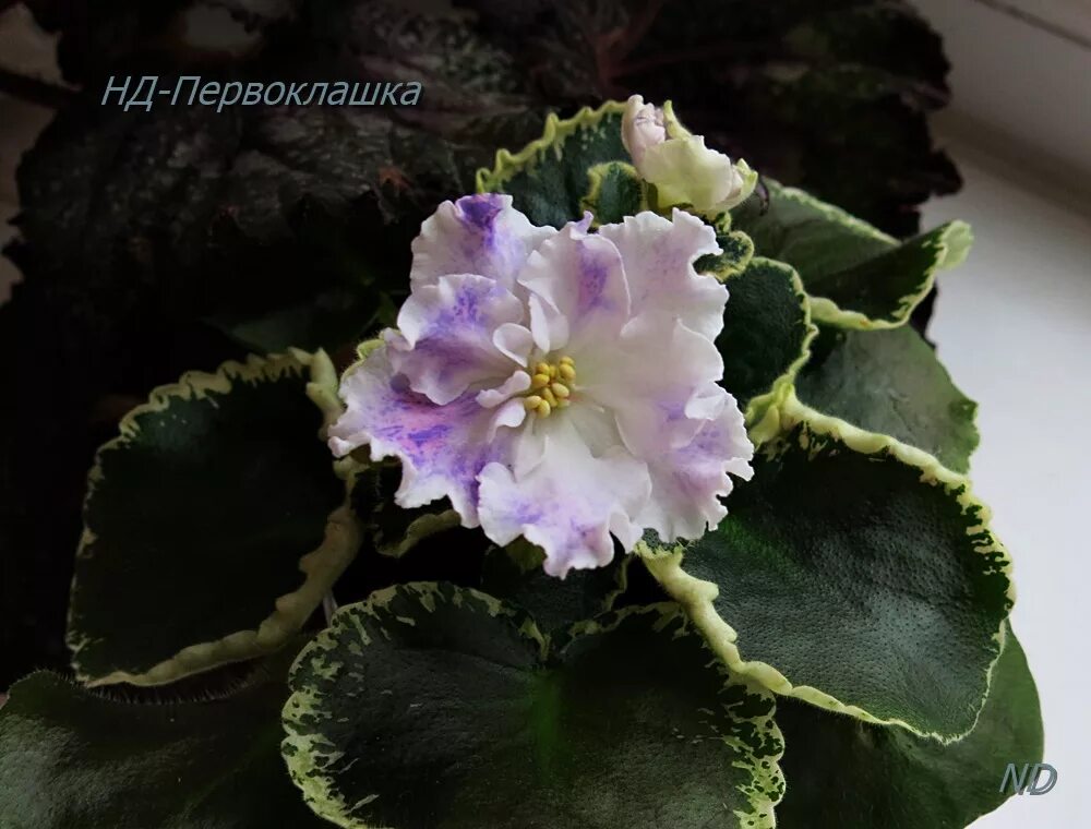 Первоклашка фиалка фото Virtual Violet :: Просмотр темы - Пчелкины первоцветики