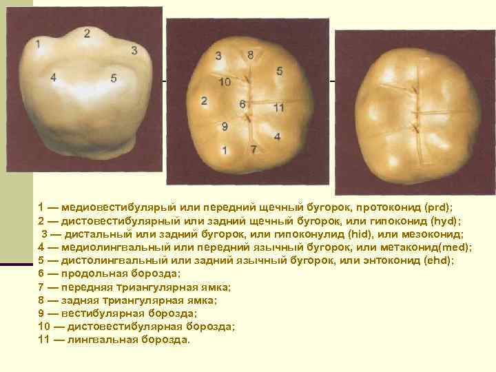 Первый моляр верхней челюсти фото Первых молярах нижней челюсти