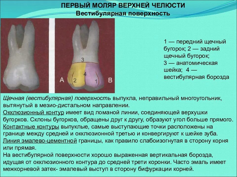 Первый моляр верхней челюсти фото Картинки ПЕРВОГО ВТОРОГО МОЛЯРА