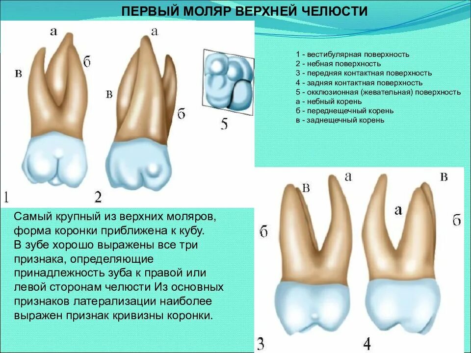 Первый моляр верхней челюсти фото В чем отличие косого зуба от прямого - журнал 13malyshok.ru