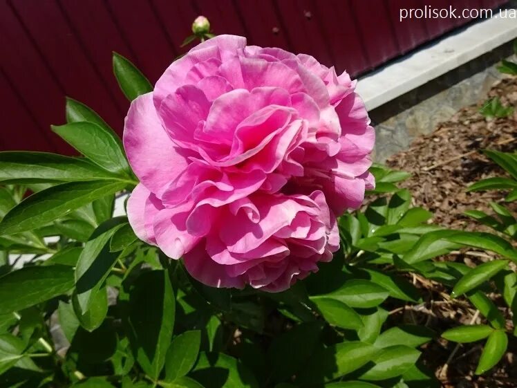Пион корнейшн букет описание фото ᐅ Півонія "Карнейшен Букет" (Paeonia "Carnation Bouquet") купити за ціною виробн